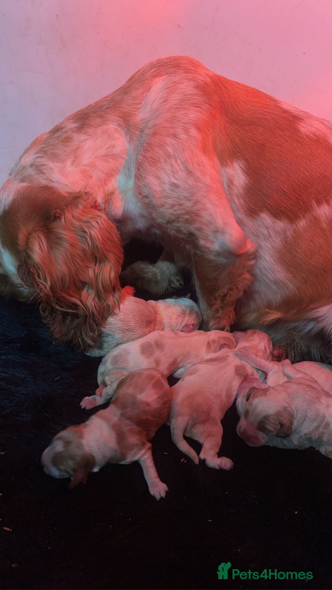 Cocker Spaniel dogs for sale: Cocker Spaniel Pups  - Image 13