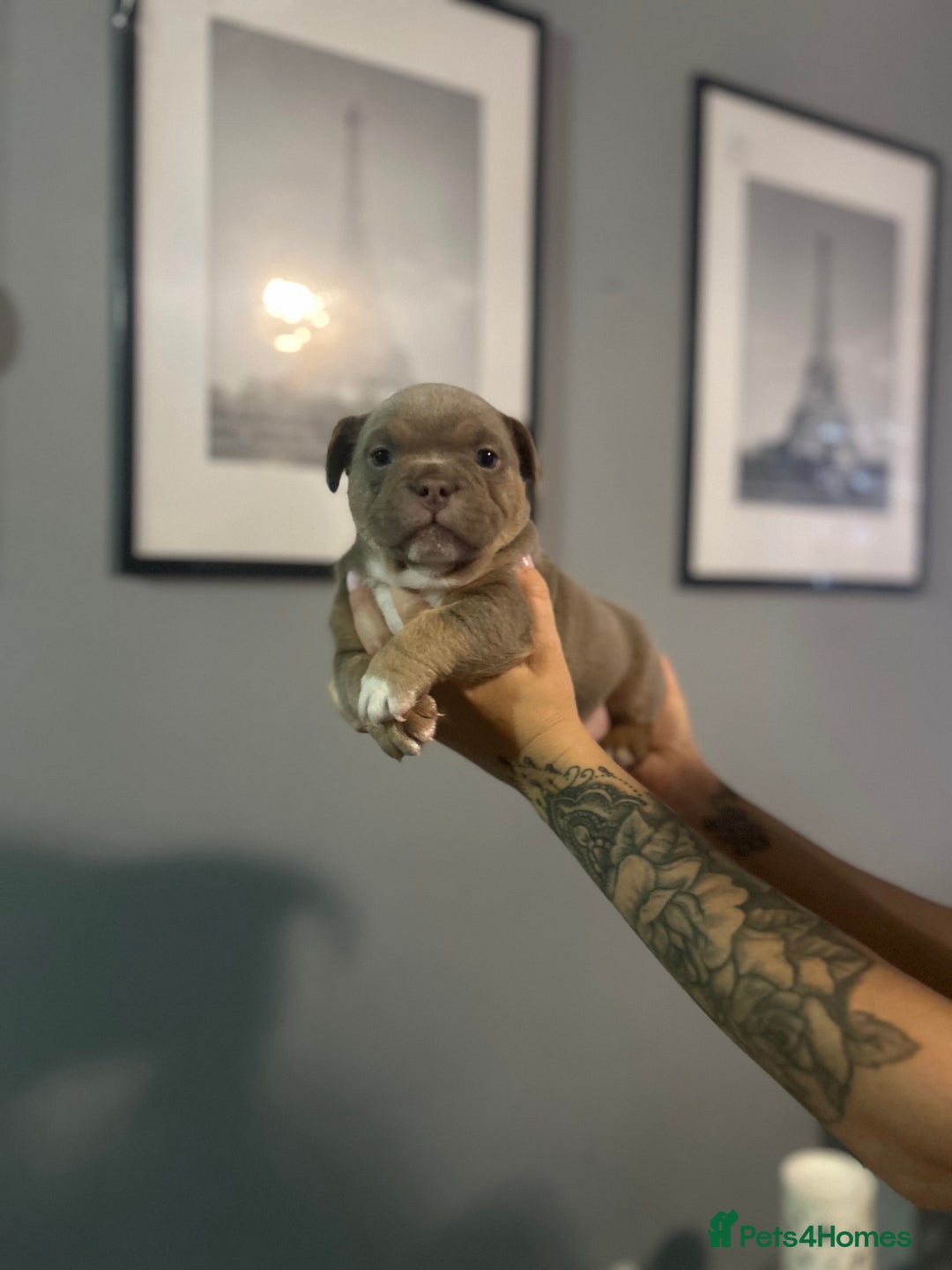 Mixed Breed dogs for sale: Pocket bully’s  - Advert 2