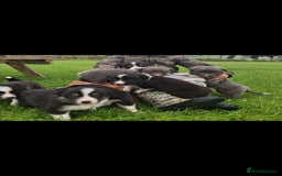 Border Collie dogs for sale: Border collie puppies for sale  - Image 5
