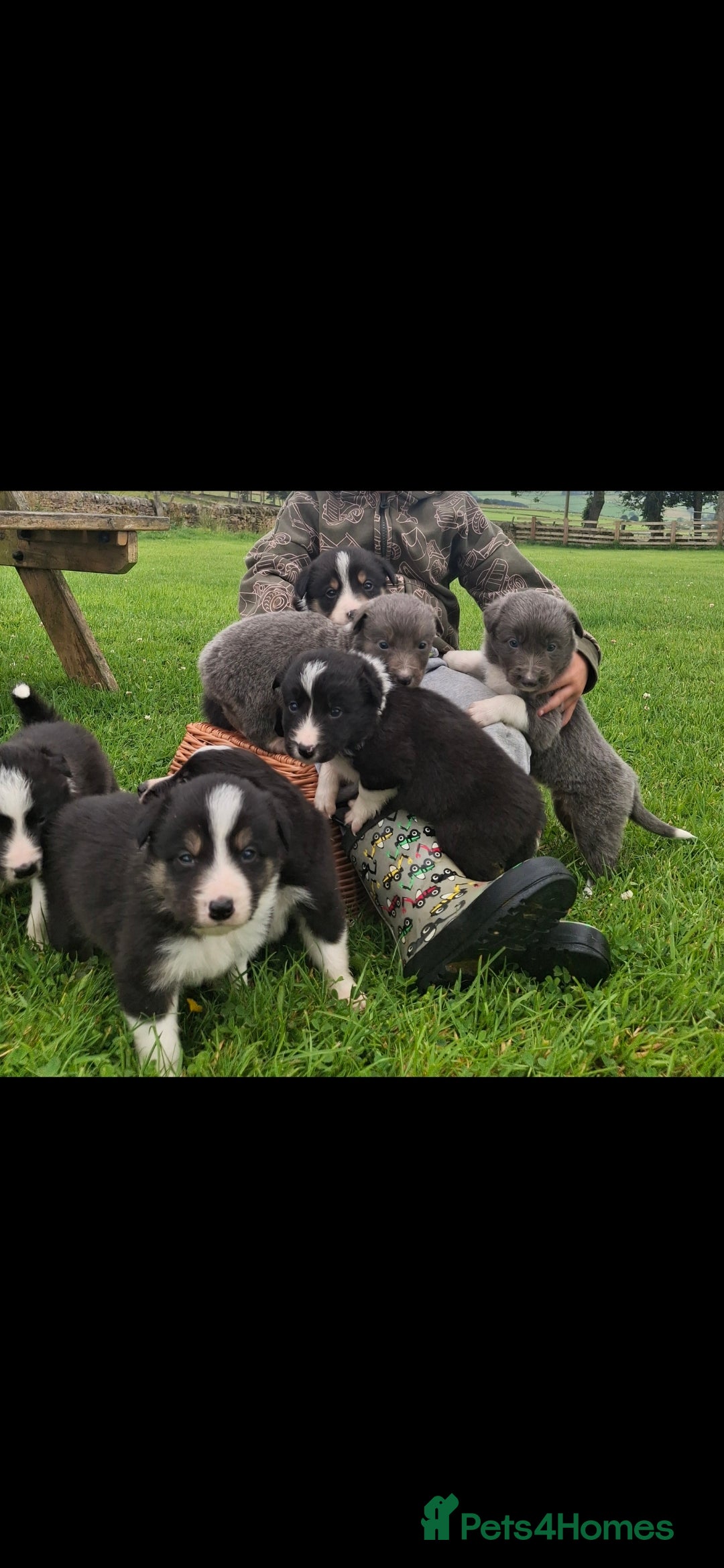 Border Collie dogs for sale: Border collie puppies for sale  - Image 5