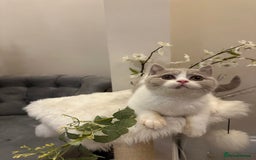 British Shorthair cats for sale: Lilac,Blue,BiColours & Colourpoint Registered  - Image 16