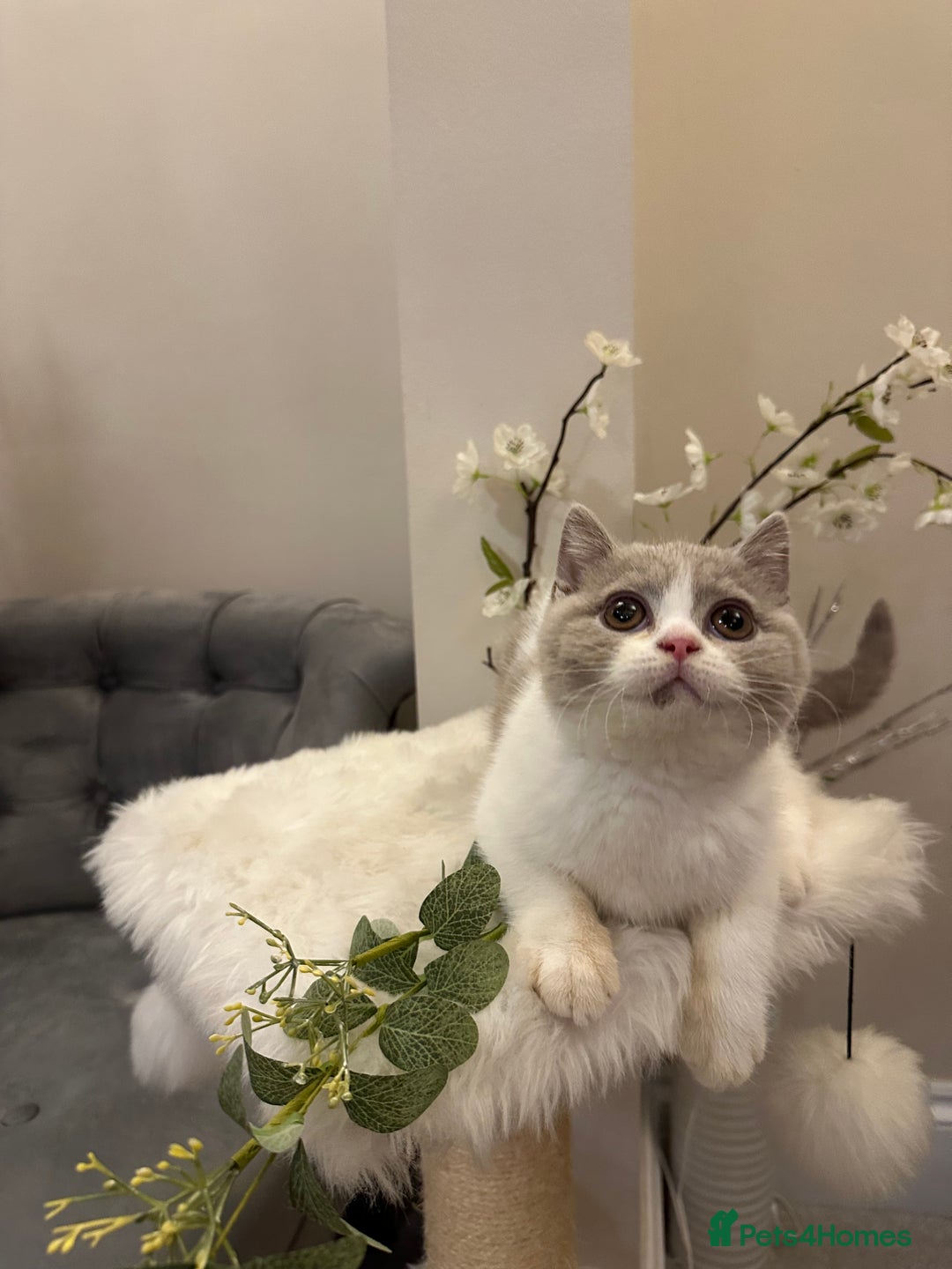 British Shorthair cats for sale: Lilac,Blue,BiColours & Colourpoint Registered  - Image 16