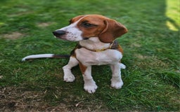 Beagle dogs for sale: Stunning Beagle girl  - Image 10