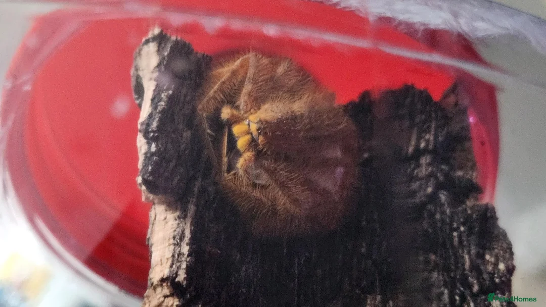 Spiders invertebrates for sale: Heteropoda Davidbowie Huntsman in Saint Helens - Advert 1