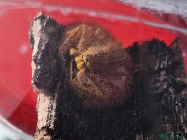 Spiders invertebrates Heteropoda Davidbowie Huntsman - Advert 2