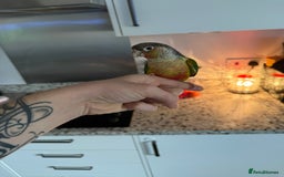 Conures birds for sale: Green cheek cross pineapple Conure  - Image 3