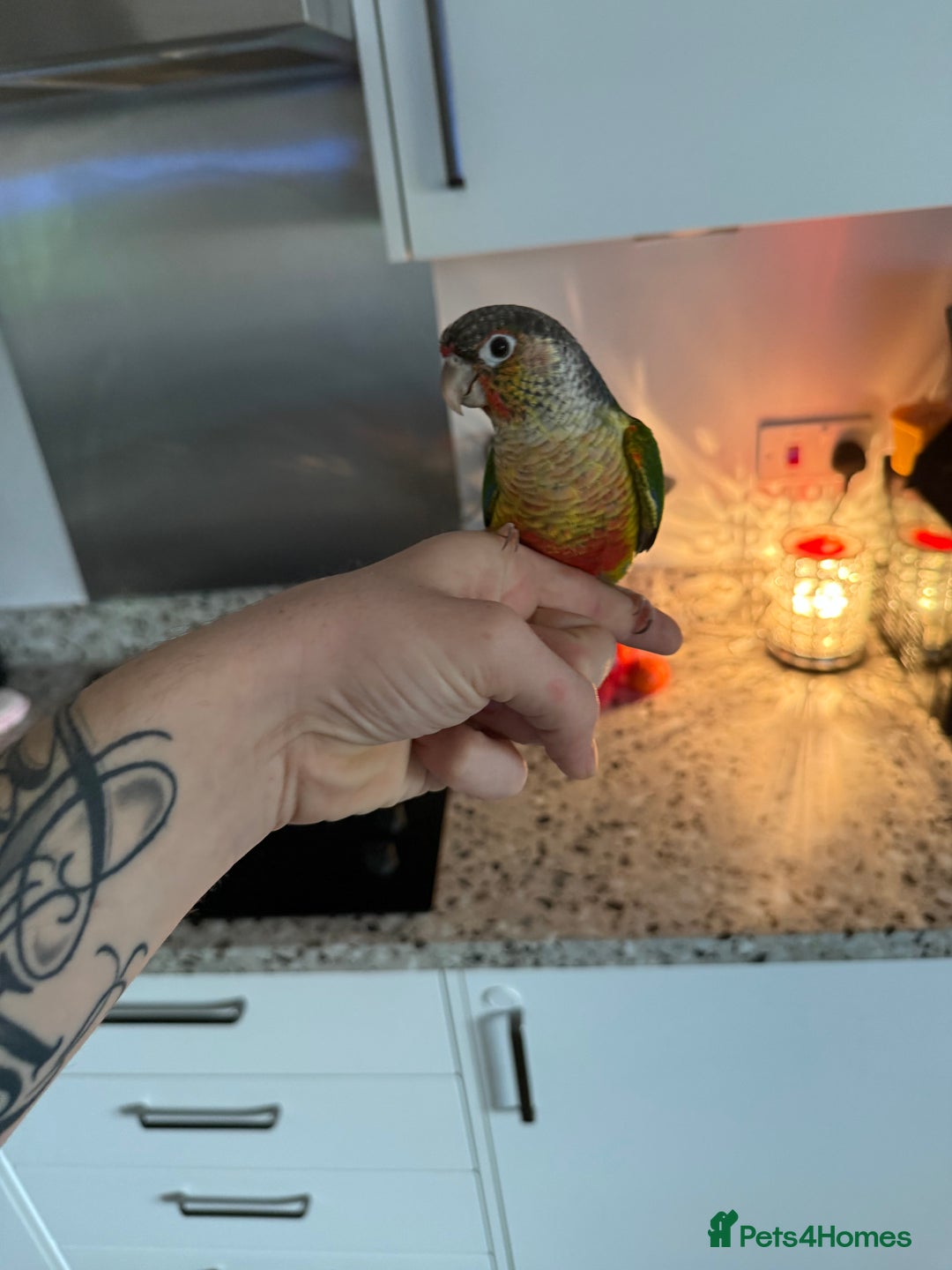 Conures birds for sale: Green cheek cross pineapple Conure  - Image 3