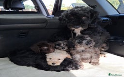 Sproodle dogs for sale: Gorgeous f1b sproodle pups, dna tests. - Image 2