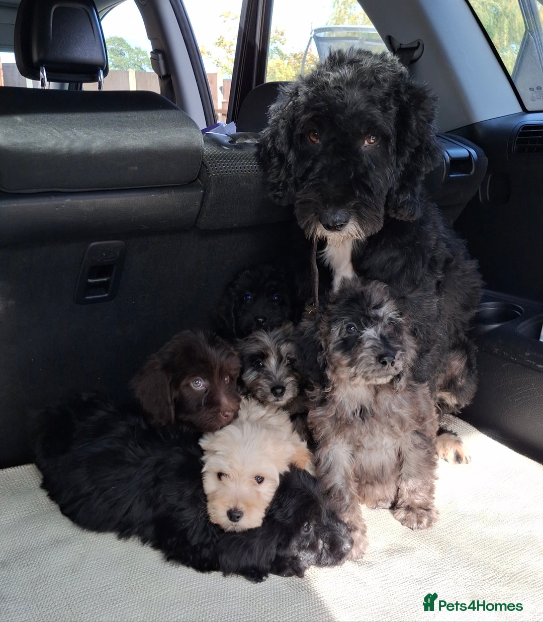Sproodle dogs for sale: Gorgeous f1b sproodle pups, dna tests. - Image 2