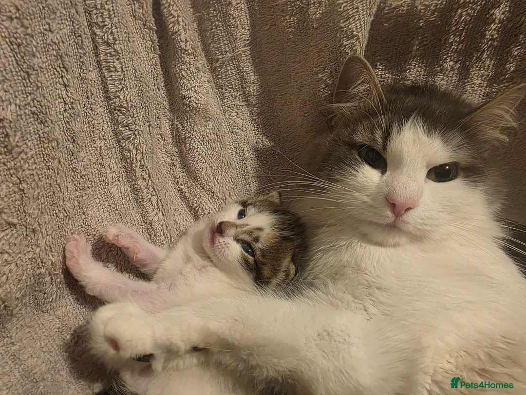 British Shorthair cats for sale: 2 beautiful kittens ready to go  - Advert 11