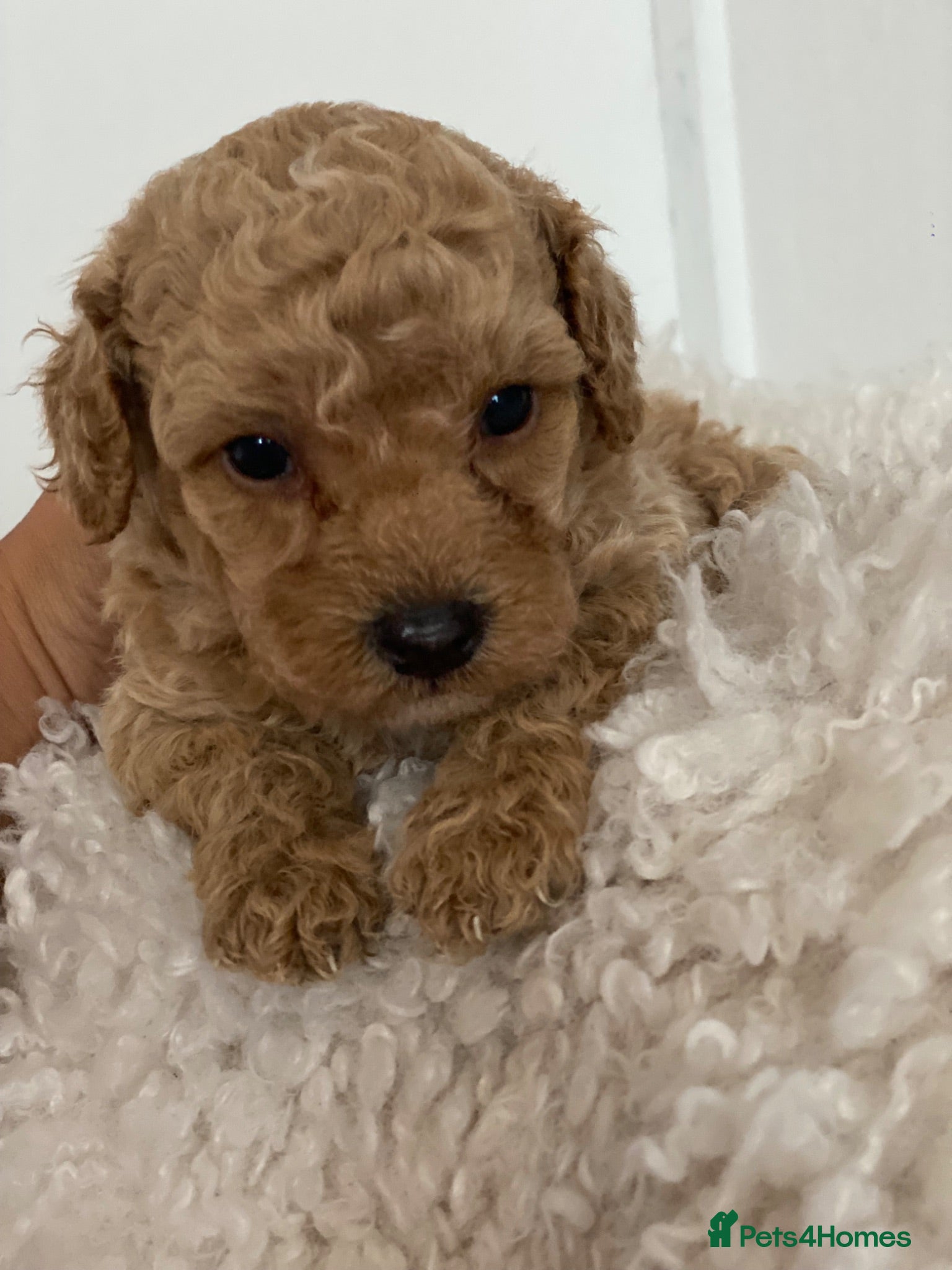Maltipoo dogs Stunning Mini Maltipoos 🐾  - Advert 10