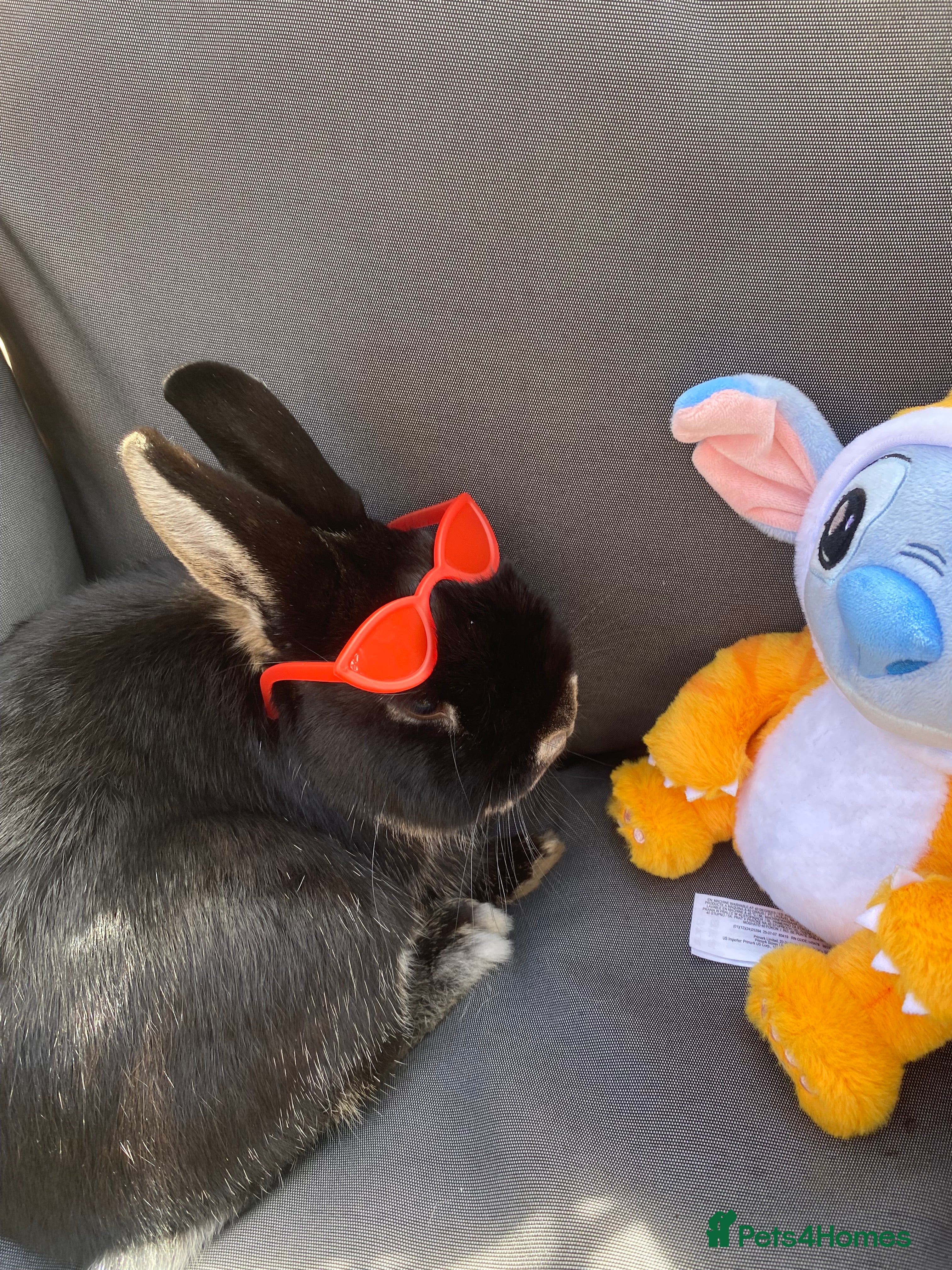 Mixed Breed rabbits Black rabbit  - Advert 1