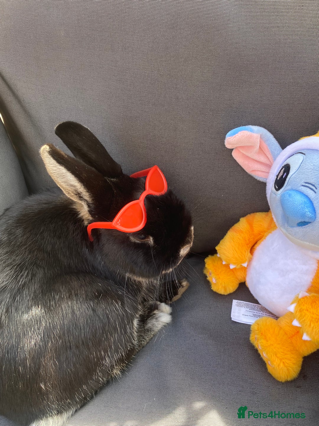 Mixed Breed rabbits for sale: Black rabbit  - Advert 1