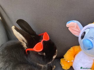 Mixed Breed rabbits Black rabbit - Advert 1