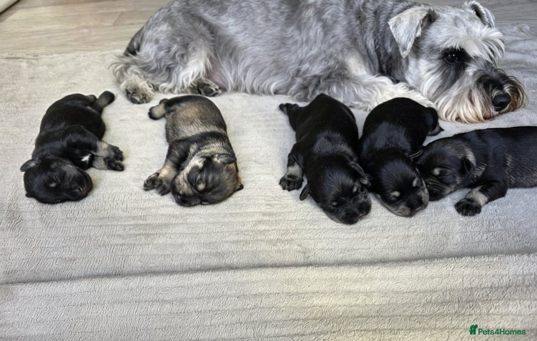 Miniature Schnauzer dogs Outstanding miniature schnauzer puppies - Advert 1