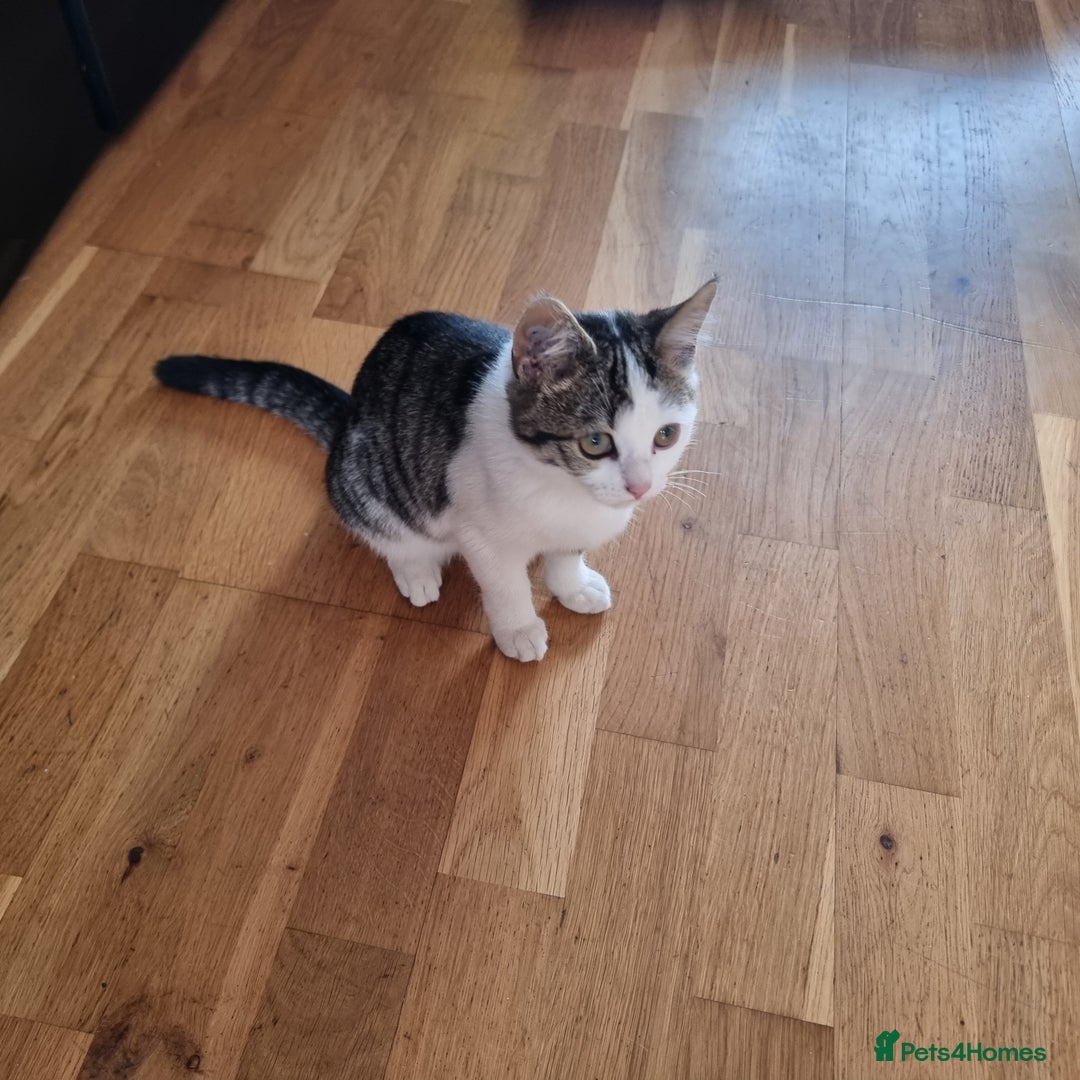 Mixed Breed cats for sale: 2 Beautiful Kittens For Sale !!! - Image 13