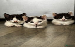 British Shorthair cats for sale: 3 kittens  - Image 1