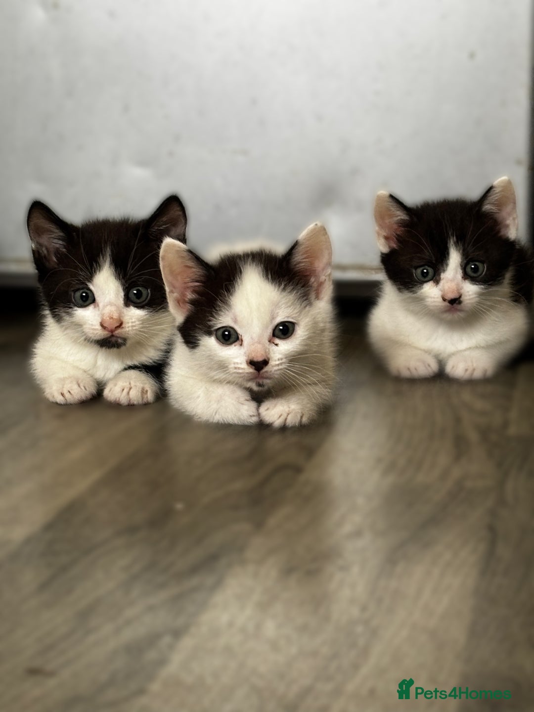 British Shorthair cats for sale: 3 kittens  - Image 1