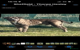 Mixed Breed dogs for sale: 2 male 1 female dog for sale - Image 2