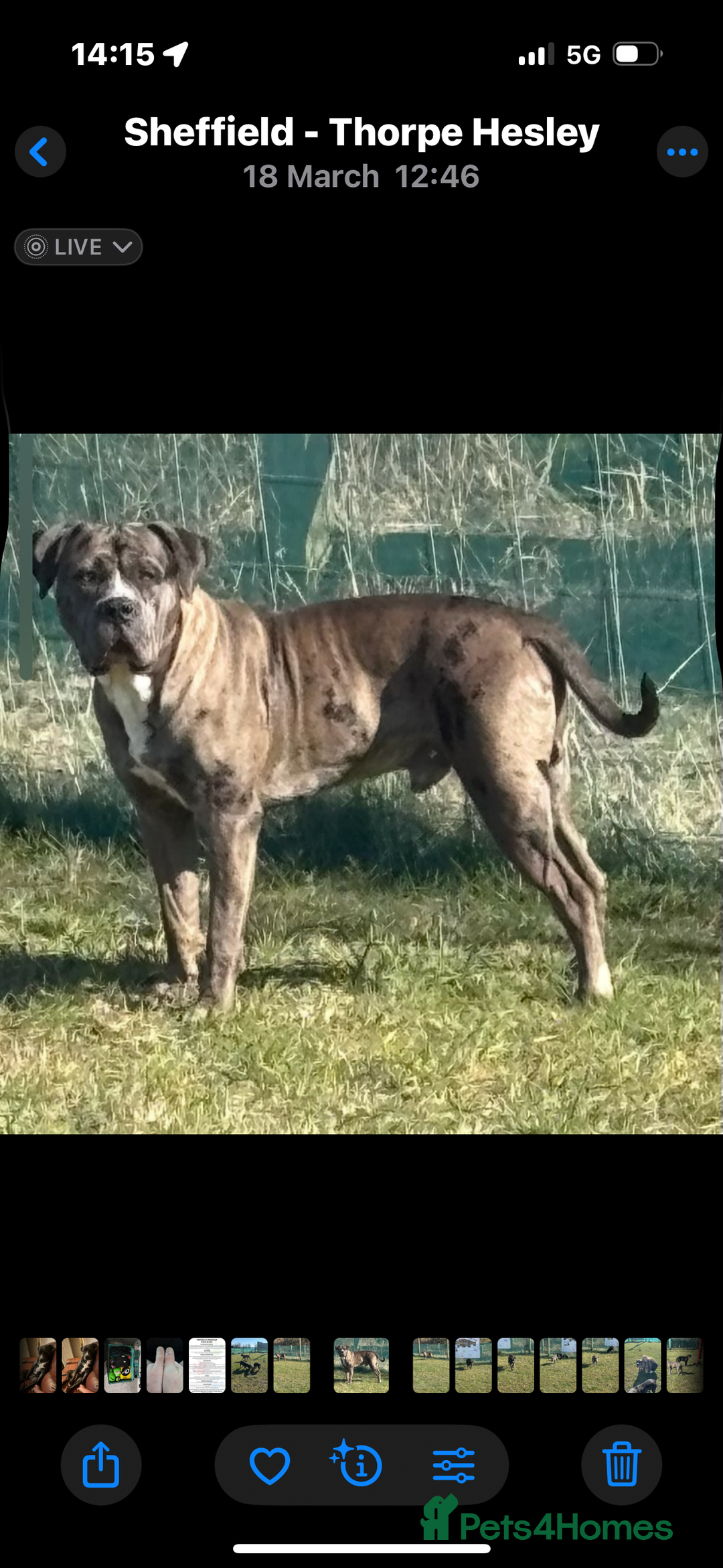 Mixed Breed dogs for sale: 2 male 1 female dog for sale - Image 2