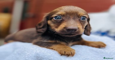 Dachshund dogs - Advert 15