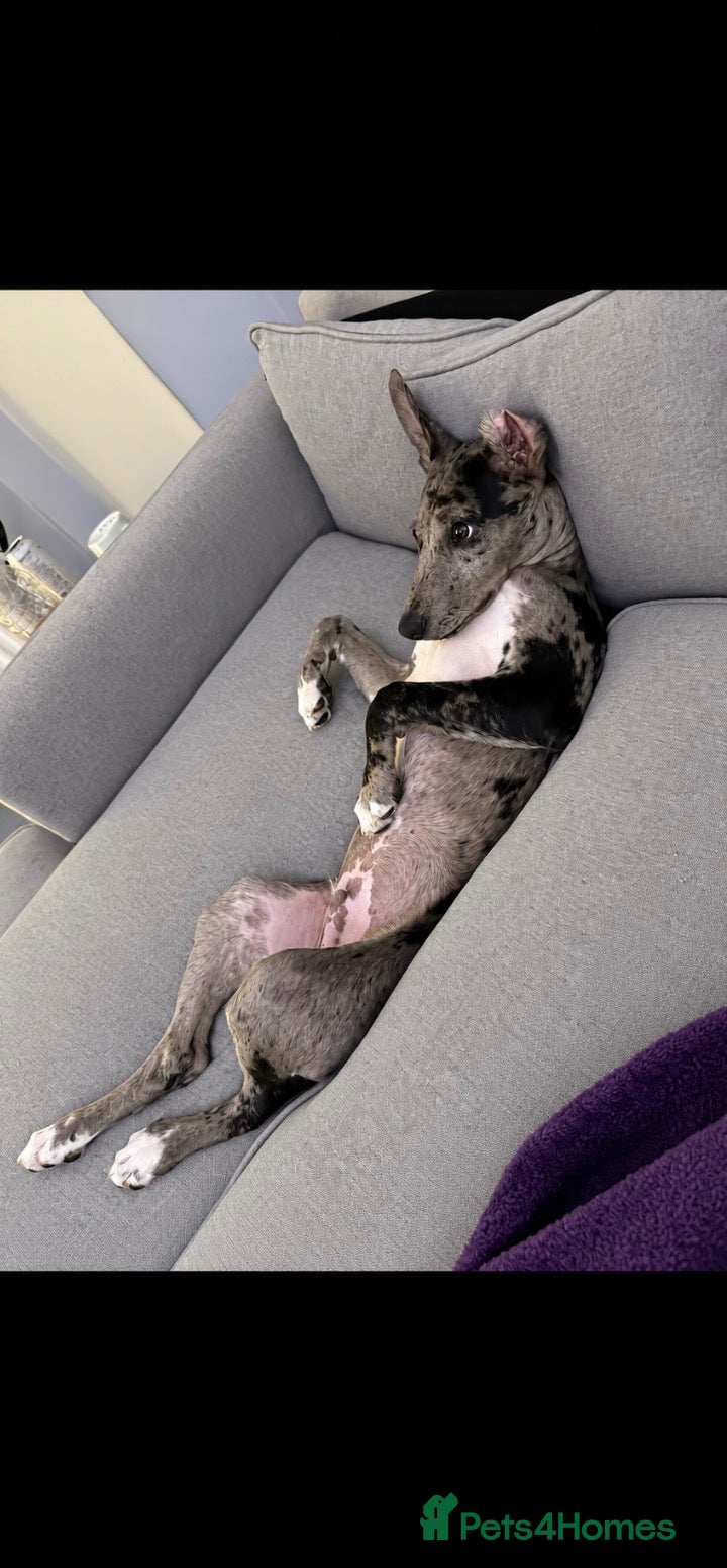 Lurcher dogs Dog for rehome - Advert 2