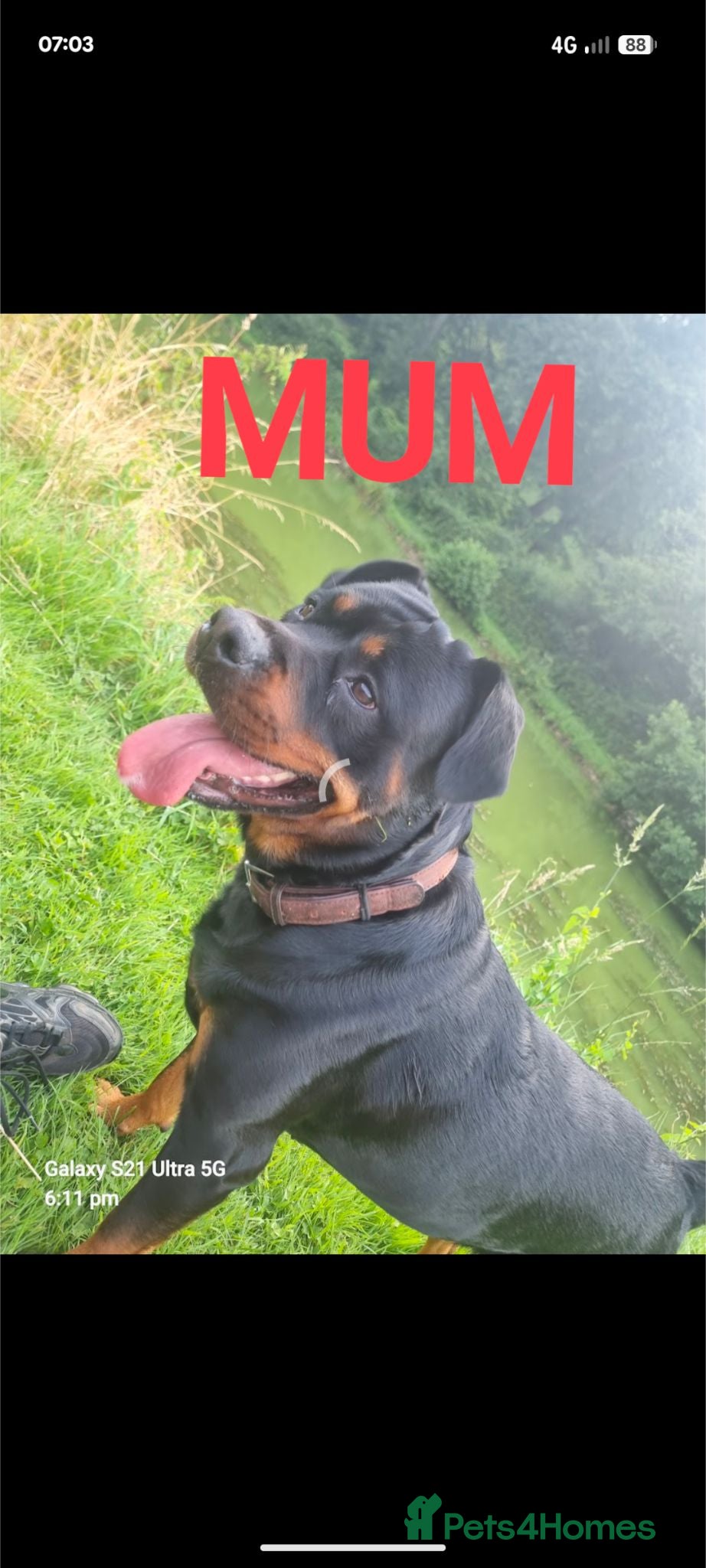 Rottweiler dogs Beautiful rottweiler pups - Advert 4