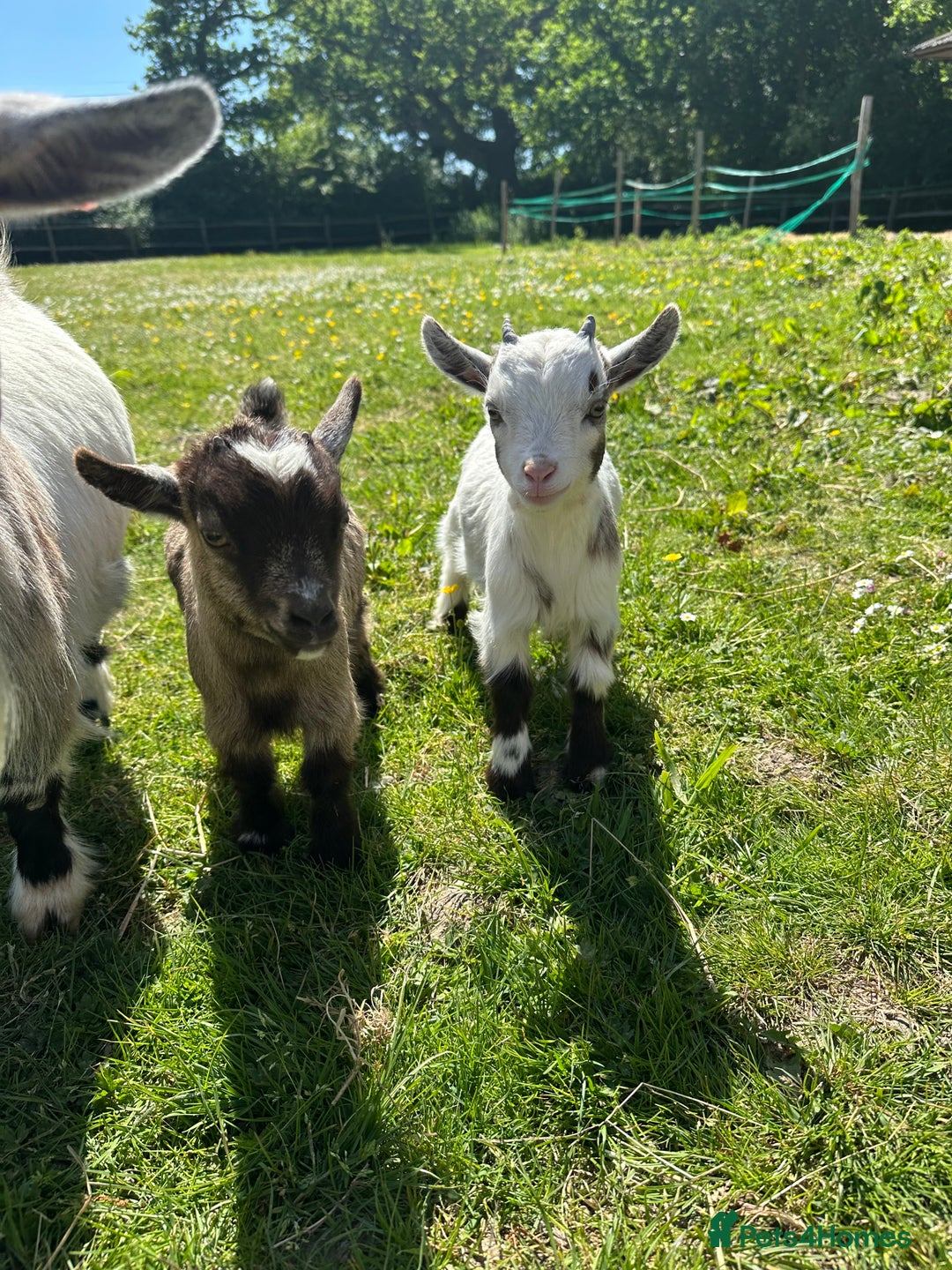 Goats livestock for sale: Registered pygmy goat kids  - Image 1