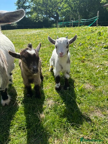 Goats livestock - Advert 1