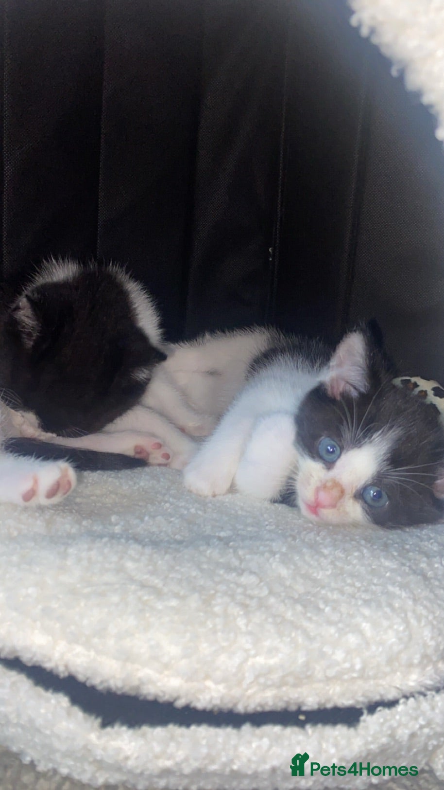 Mixed Breed cats kittens! - Advert 5
