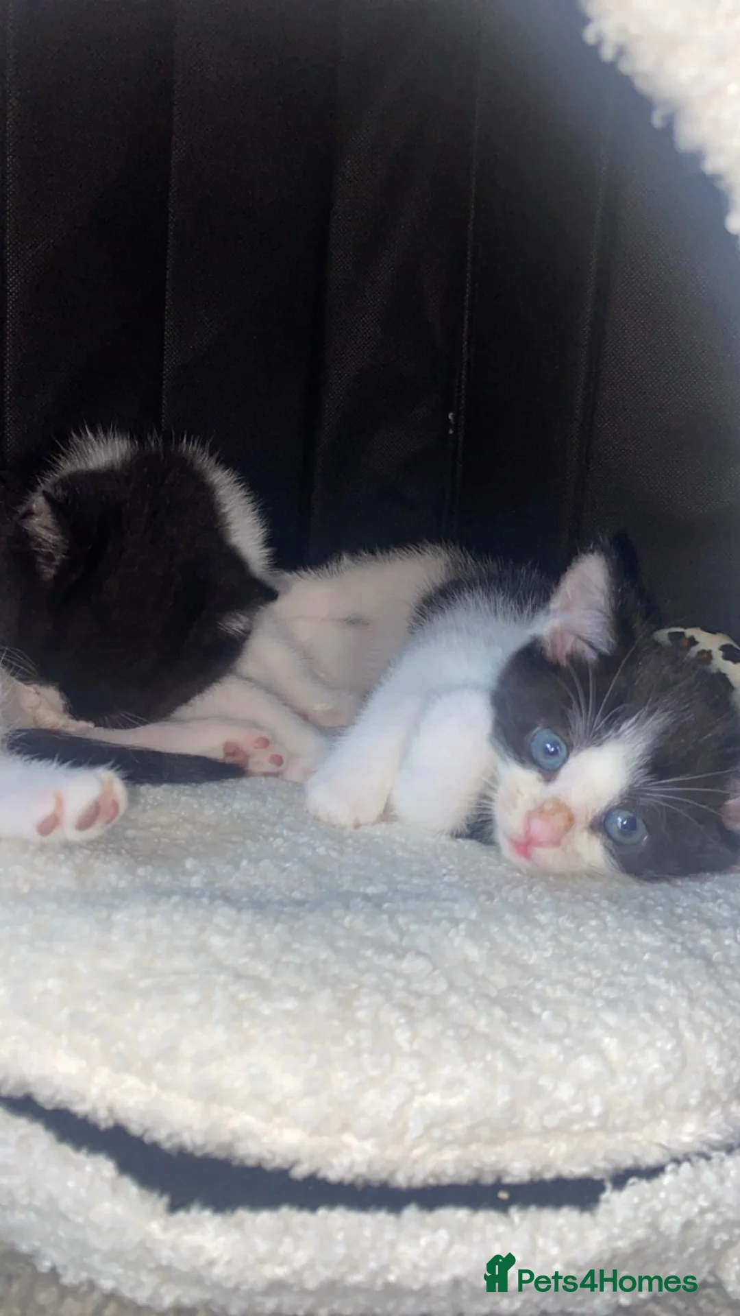 Mixed Breed cats for sale: kittens! - Advert 1