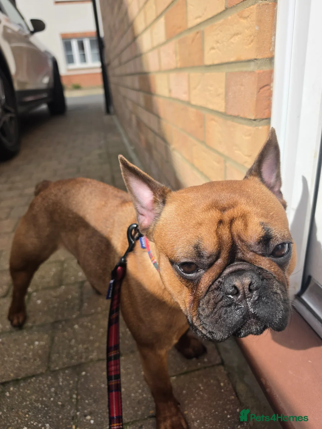 French Bulldog dogs for sale: Rosie in Norwich - Advert 2