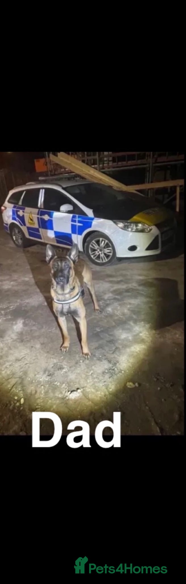 Belgian Shepherd Dog dogs Belgian Malinois pups  - Advert 2