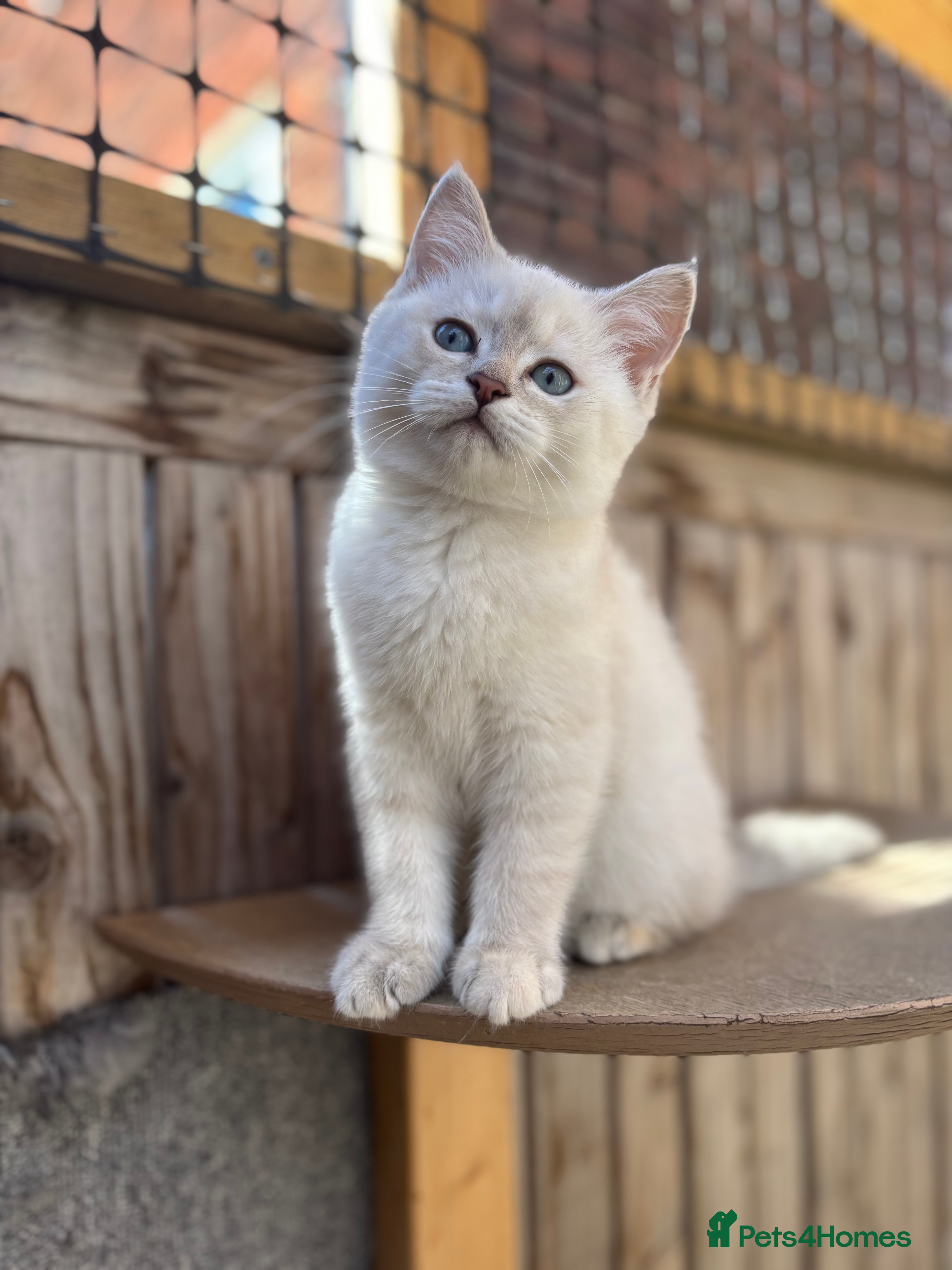 British Shorthair cats Ready to go! - Advert 11