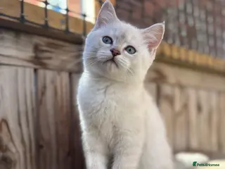 British Shorthair cats Ready to go! - Advert 11