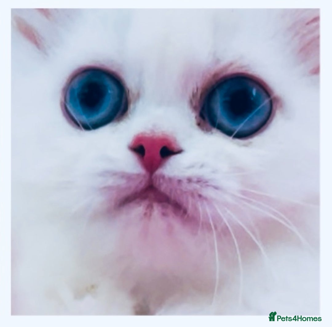 Persian cats for sale: Pure White Persian Girls BLUE EYES & full hearing - Image 13