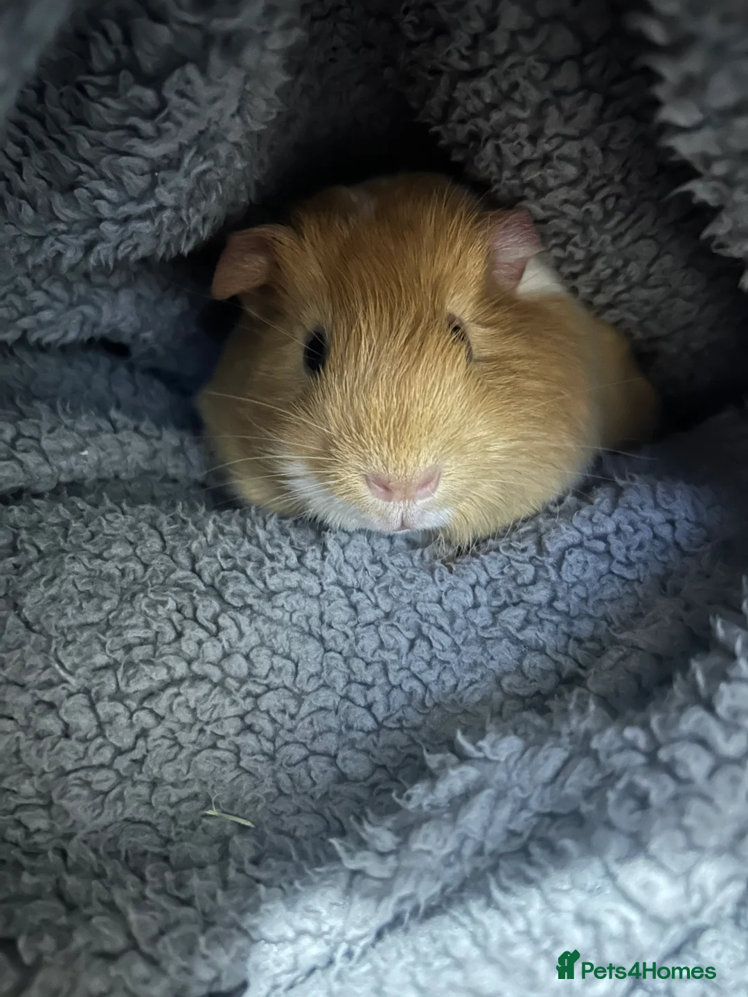 Guinea Pig rodents for sale: 2 guinea pigs to be rehomed to a good family in Blyth - Advert 2