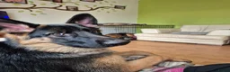 German Shepherd dogs for sale: 7 month old female German shepherd  - Advert 4