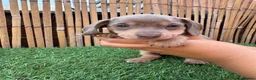 Miniature Dachshund dogs for sale: 5 Beautiful Dachshund Puppies - Advert 7