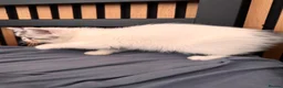 Exotic cats for sale: Exotic Persians  - Advert 27