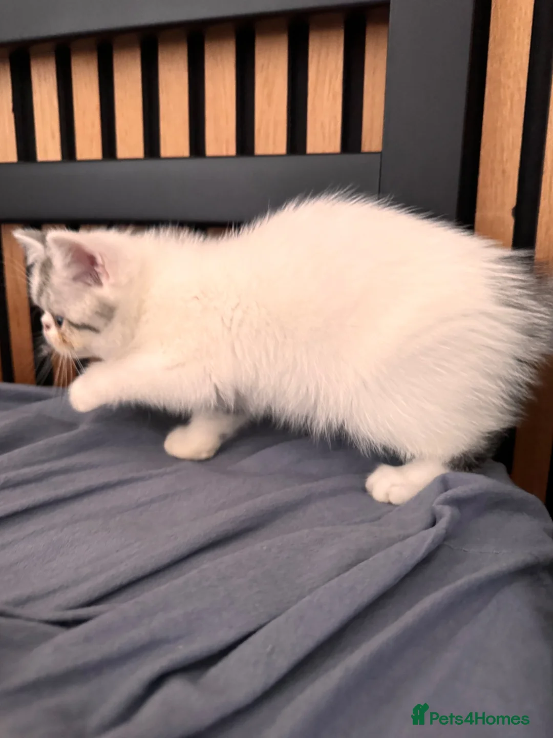 Exotic cats for sale: Exotic Persians  - Advert 27