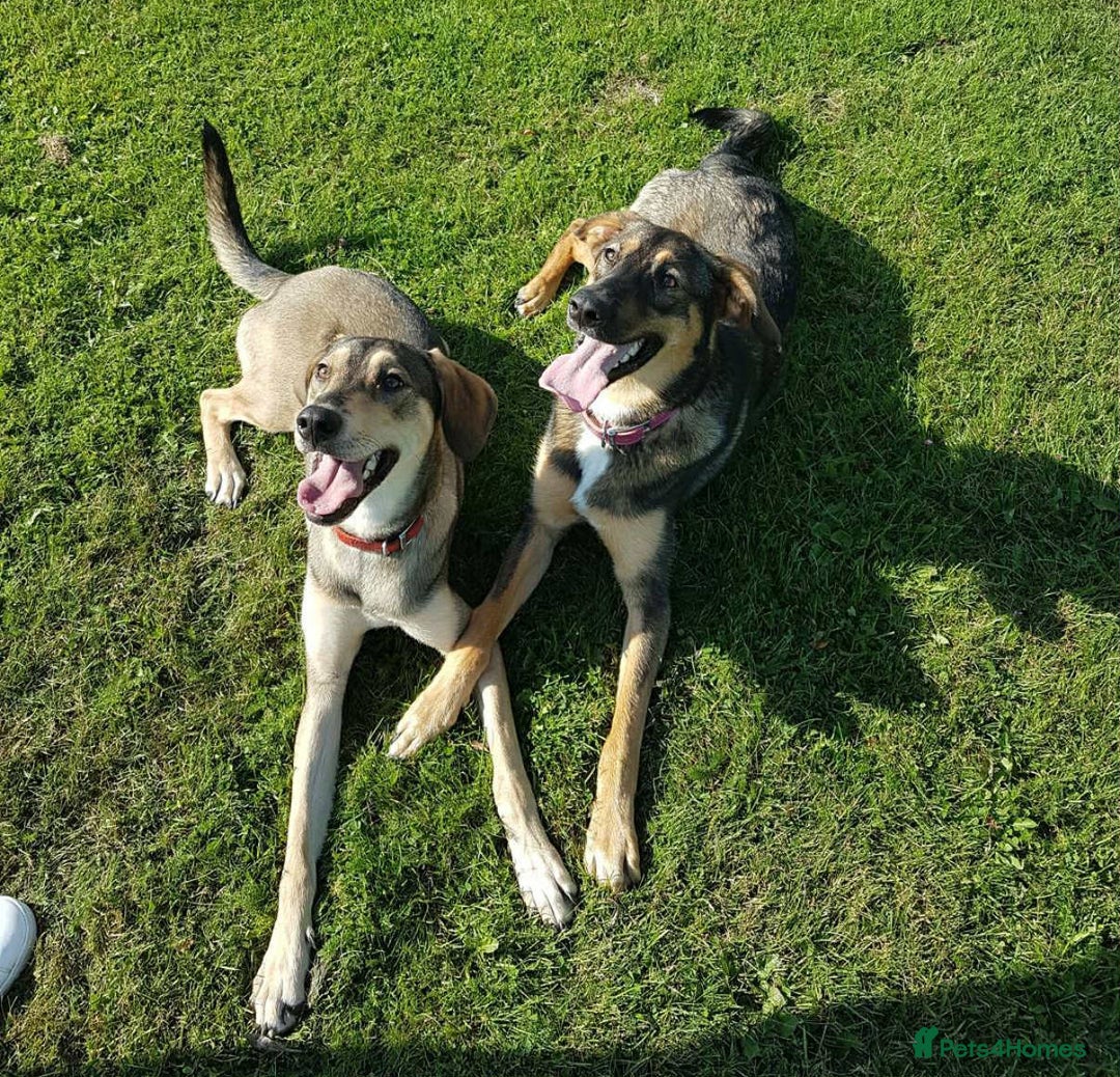 Mixed Breed dogs for adoption: MARGOT – 9 years old, Female, Mixed Breed - Image 7