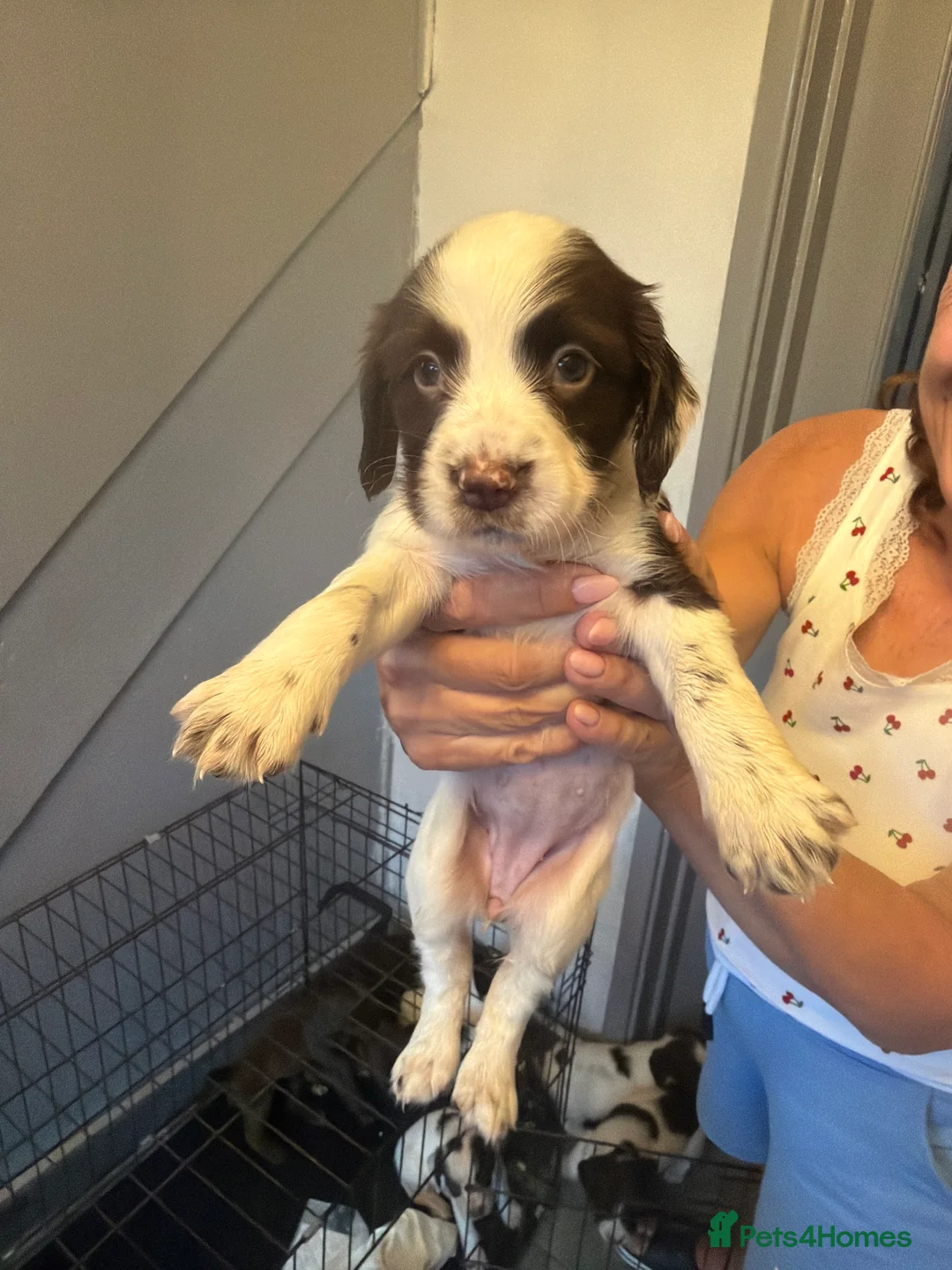 Cocker Spaniel dogs for sale: Cocker spaniel puppies 🐶🩷 - Advert 2