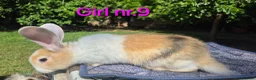Continental Giant rabbits for sale: Pure Continental Giant Vaccinated  - Advert 7