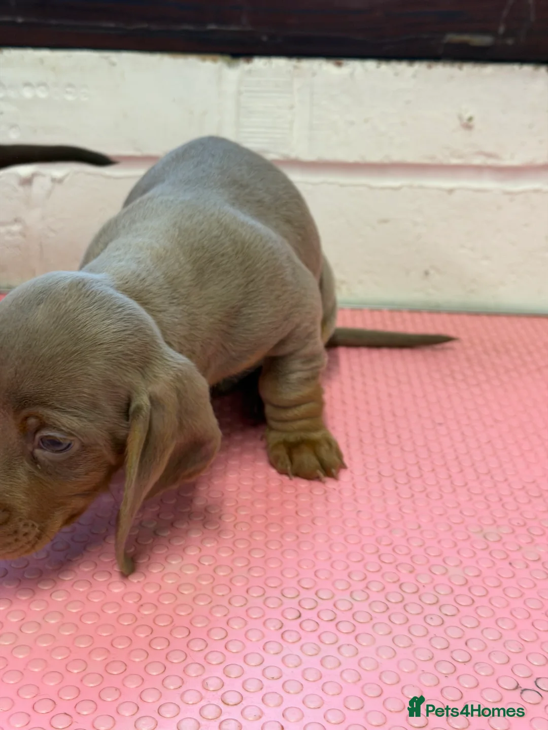 Miniature Dachshund dogs for sale: Mini dachshund 2 smooth boys available  - Advert 9