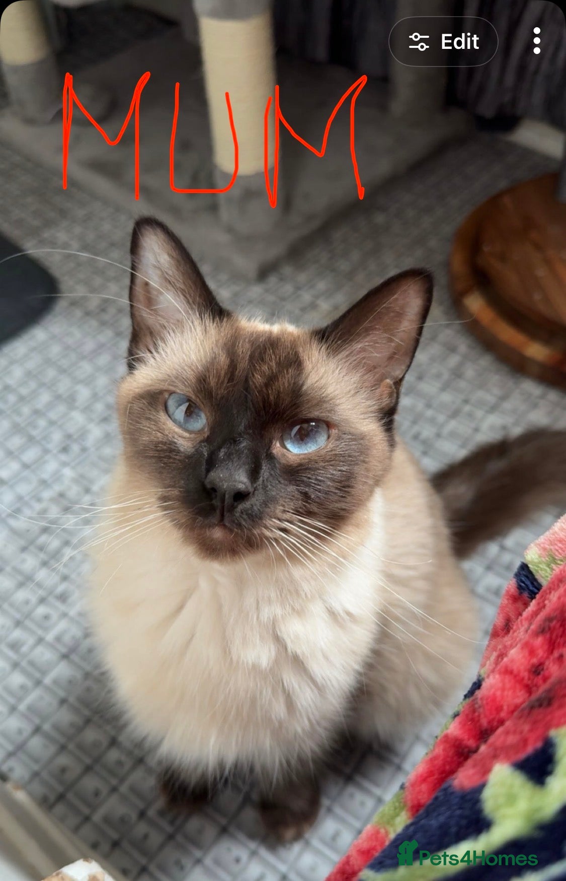 Mixed Breed cats Beautiful kitten Ragdoll & British Shorthair mix - Advert 3