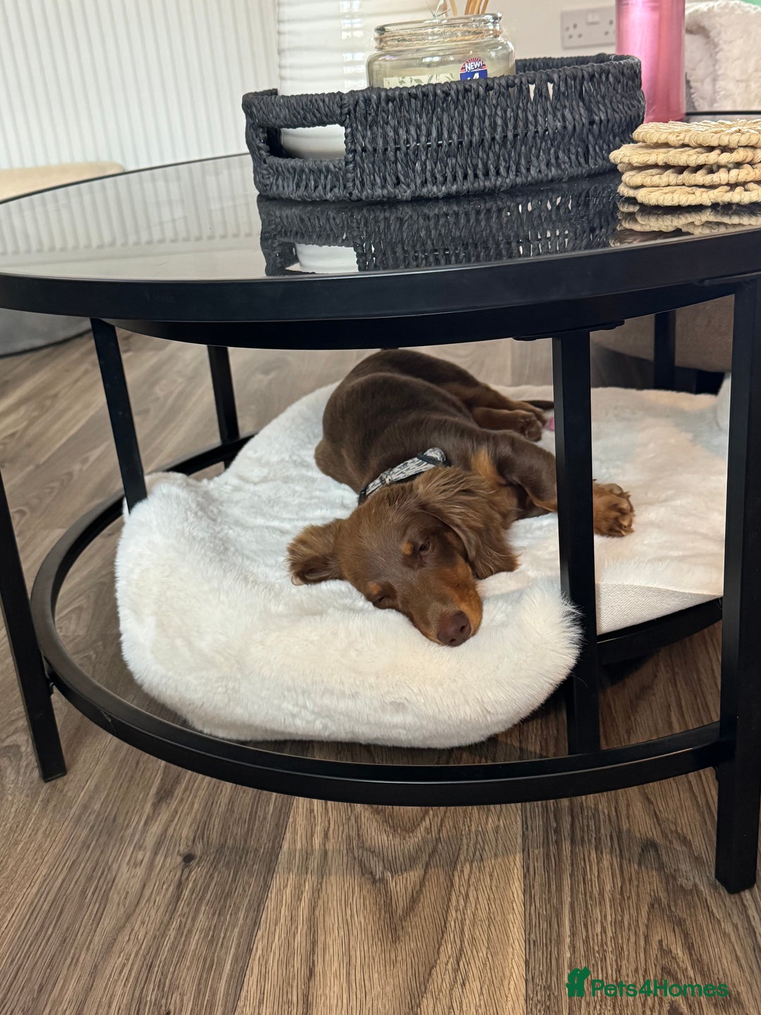 Miniature Dachshund dogs for sale: Rehoming - Advert 7