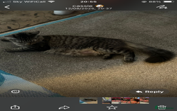 Mixed Breed cats for sale: Beautiful Kittens  - Image 5