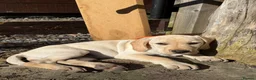 Mixed Breed dogs for sale: Brilliant pointer x vizla/doodle puppies  - Advert 10