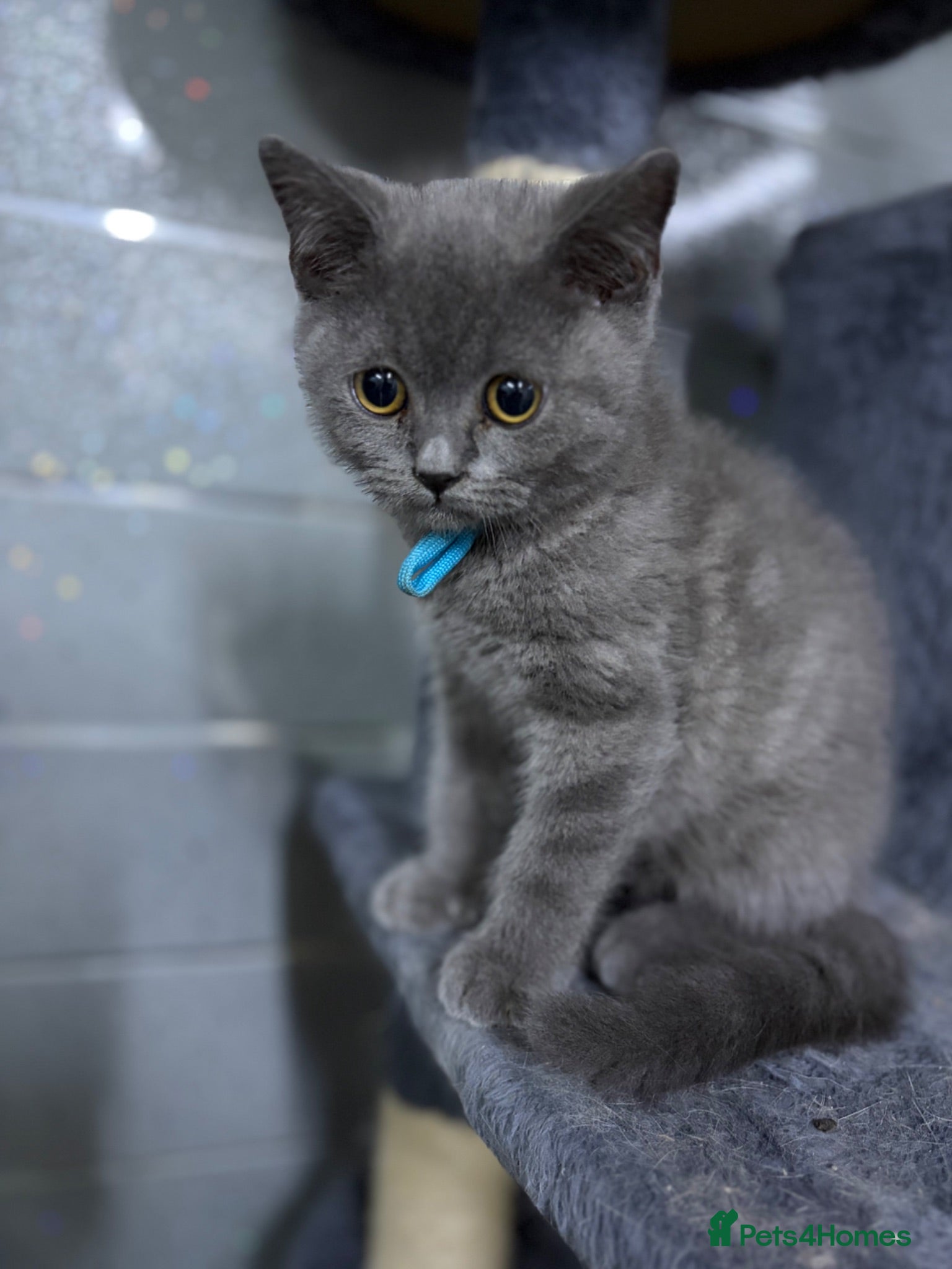 British Shorthair cats Stunning MALE BSH kitten ready now!  - Advert 1